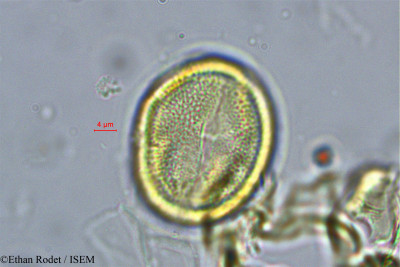 Ethan.Rodet/Nelsonia_campestris_8341/Nelsonia_campestris_8341_0001(copy)_thumb.jpg