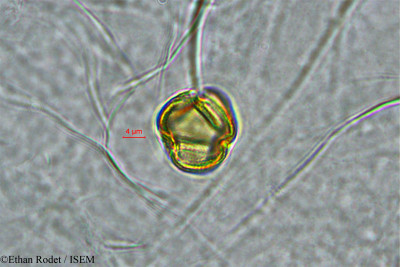 Ethan.Rodet/Neopalissya_castaneifolia_33869/Neopalissya_castaneifolia_33869_0001(copy)_thumb.jpg