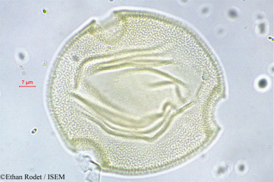 Ethan.Rodet/Oreosyce_africana_3251/Oreosyce_africana_3251_0001(copy)_thumb.jpg