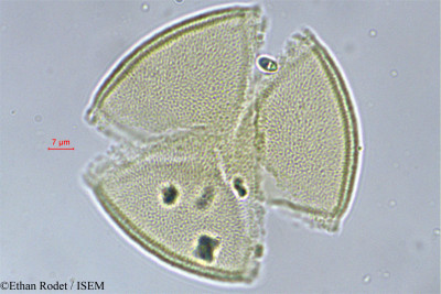 Ethan.Rodet/Plukenetia_madagascariensis_9831/Plukenetia_madagascariensis_9831_0001(copy)_thumb.jpg