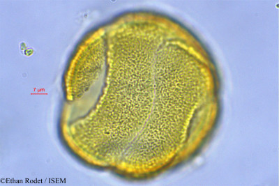 Ethan.Rodet/Pseudocalyx_saccatus_8337/Pseudocalyx_saccatus_8337_0001(copy)_thumb.jpg
