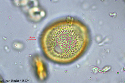 Ethan.Rodet/Sabicea_segregata_1623/Sabicea_segregata_1623_0001(copy)_thumb.jpg