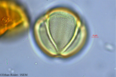 Ethan.Rodet/Trachylobium_verrucosum_38001/Trachylobium_verrucosum_38001_0001(copy)_thumb.jpg