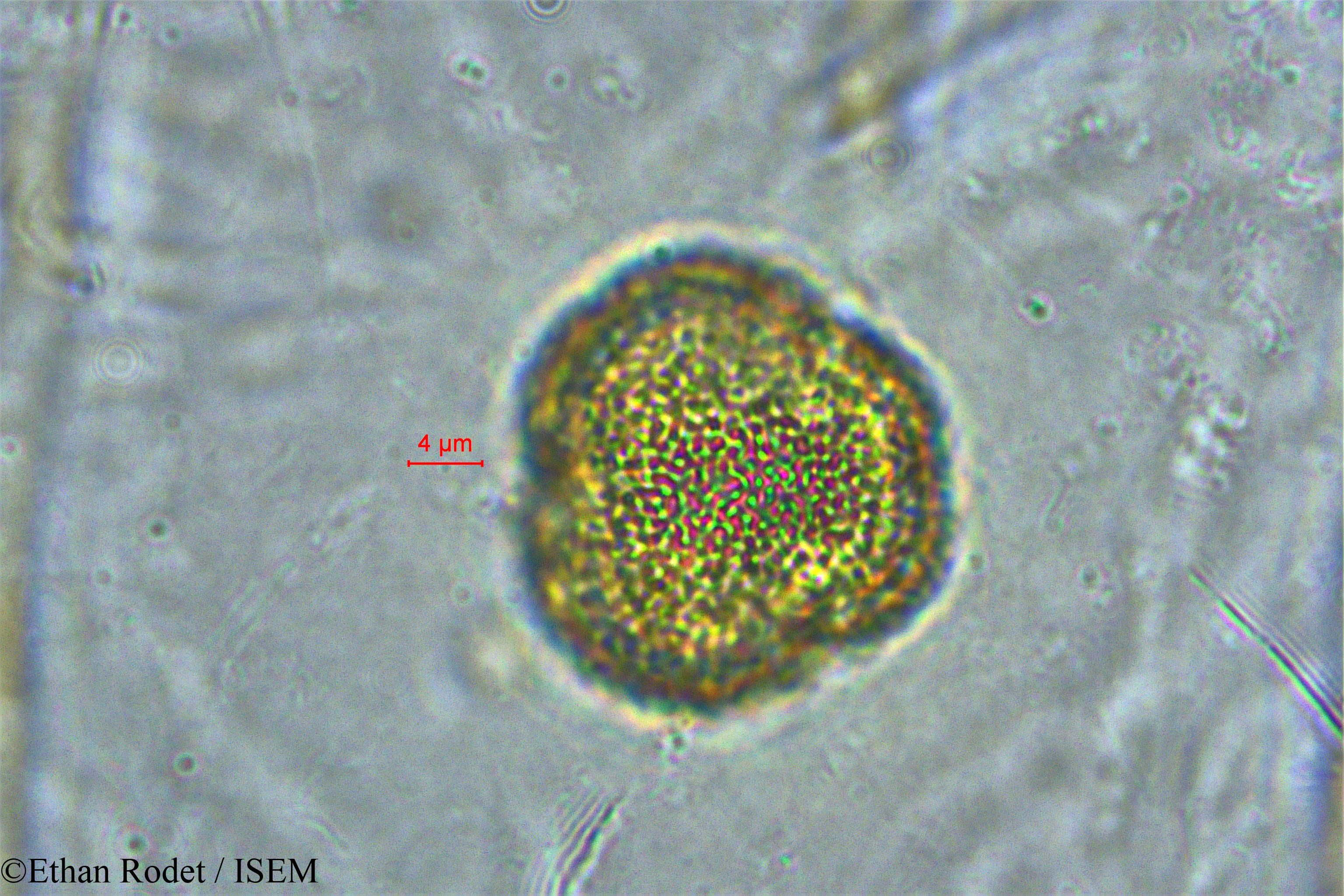Ethan.Rodet/Tragia_furialis_33931/Tragia_furialis_33931_0001(copy).jpg