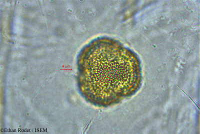 Ethan.Rodet/Tragia_furialis_33931/Tragia_furialis_33931_0001(copy)_thumb.jpg