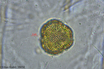 Tragia furialis - lame n° 33931
