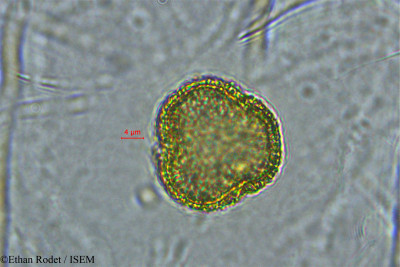 Tragia furialis - lame n° 33931