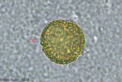 Tragia furialis - lame n° 33931