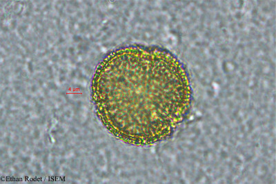 Tragia furialis - lame n° 33931