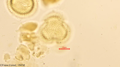 Gymnosporia acuminata - lame n° 12561