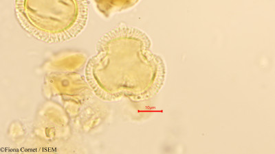 Gymnosporia acuminata - lame n° 12561