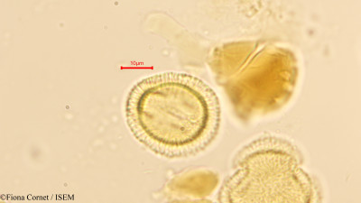 Gymnosporia acuminata - lame n° 12561