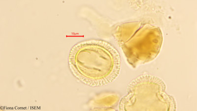 Gymnosporia acuminata - lame n° 12561