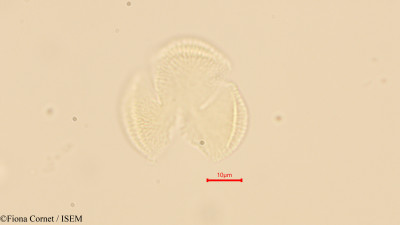 Maytenus undata - lame n° 44121