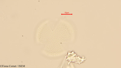 Maytenus undata - lame n° 44121