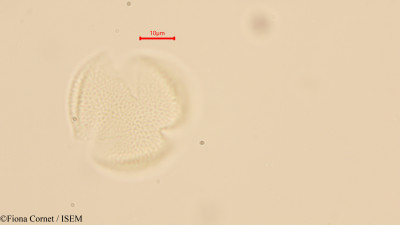 Maytenus undata - lame n° 44121