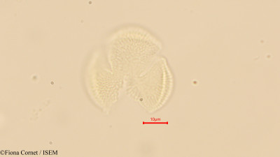 Maytenus undata - lame n° 44121