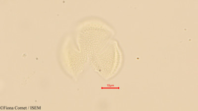 Maytenus undata - lame n° 44121