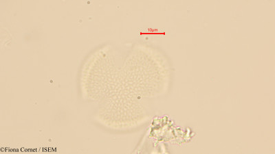 Maytenus undata - lame n° 44121