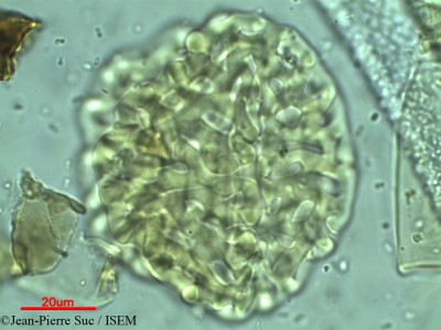 Afzelia cochinchinensis - lame n° 9427
