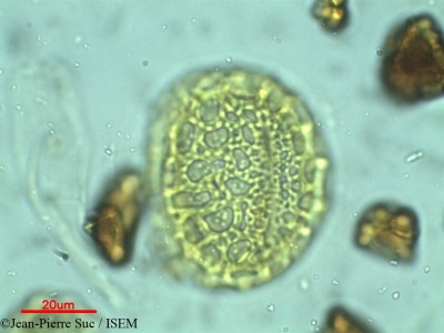 Afzelia cochinchinensis - lame n° 9427