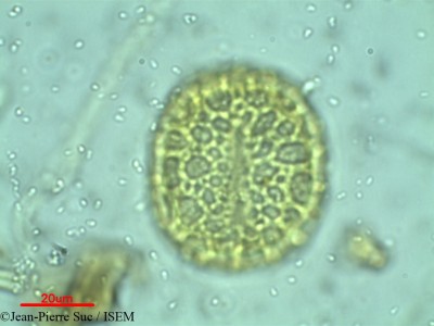 Afzelia cochinchinensis - lame n° 9427