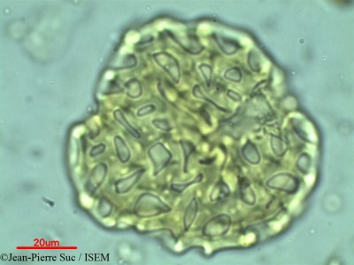 Afzelia cochinchinensis - lame n° 9427