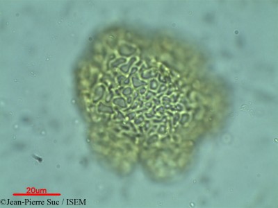 Afzelia quanzensis - lame n° 35428