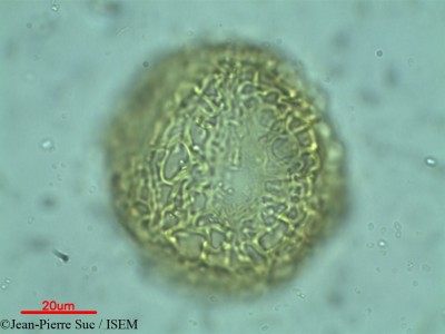 Afzelia quanzensis - lame n° 35428