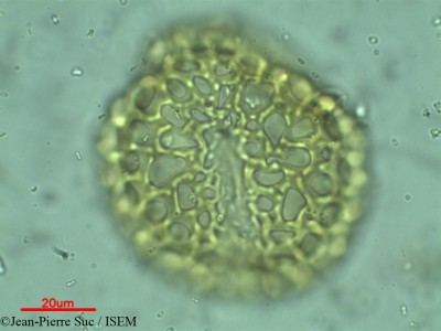 Jean-Pierre.Suc/Afzelia_rhomboidea_35464/Afzelia_rhomboidea_35464_0001(copy)_thumb.jpg