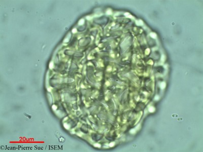 Jean-Pierre.Suc/Afzelia_xylocarpa_9170/Afzelia_xylocarpa_9170_0001(copy)_thumb.jpg