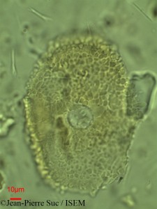 Jean-Pierre.Suc/Alangium_javanicum_15629/Alangium_javanicum_15629_0001(copy)_thumb.jpg