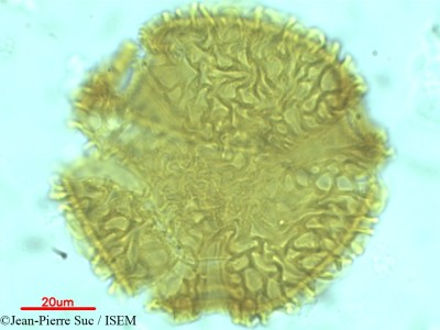 Jean-Pierre.Suc/Alangium_kurzii_11964/Alangium_kurzii_11964_0001(copy)_thumb.jpg