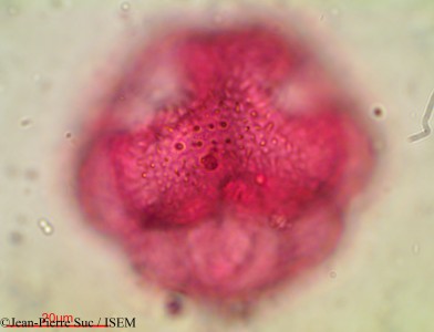 Aldrovanda vesiculosa - lame n° 28773