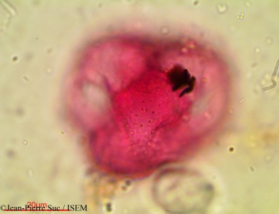 Aldrovanda vesiculosa - lame n° 28773