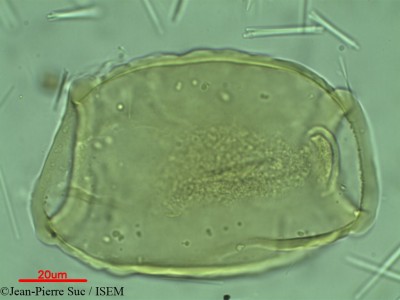 Jean-Pierre.Suc/Alyxia_forbesii_18015/Alyxia_forbesii_18015_0001(copy)_thumb.jpg