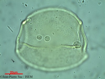 Jean-Pierre.Suc/Alyxia_leucogyne_39204/Alyxia_leucogyne_39204_0001(copy)_thumb.jpg