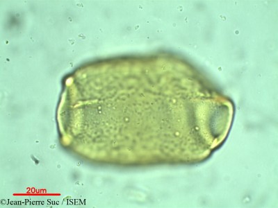 Jean-Pierre.Suc/Alyxia_parvifolia_33160/Alyxia_parvifolia_33160_0001(copy)_thumb.jpg