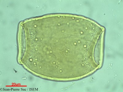 Jean-Pierre.Suc/Alyxia_reinwardtii_33159/Alyxia_reinwardtii_33159_0001(copy)_thumb.jpg