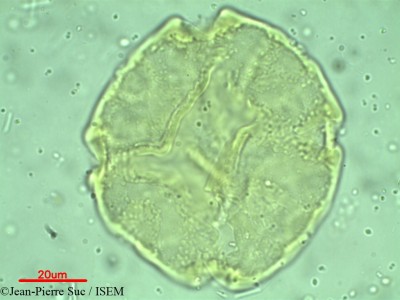 Jean-Pierre.Suc/Alyxia_zeylanica_24020/Alyxia_zeylanica_24020_0001(copy)_thumb.jpg