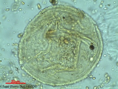 Jean-Pierre.Suc/Araucaria_excelsa_12184/Araucaria_excelsa_12184_0001(copy)_thumb.jpg