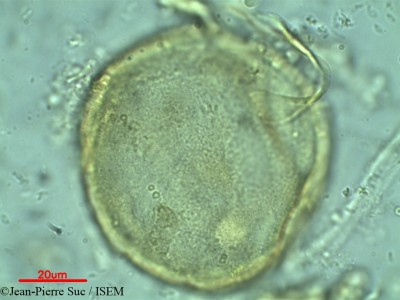 Jean-Pierre.Suc/Araucaria_imbricata_60231/Araucaria_imbricata_60231_0001(copy)_thumb.jpg