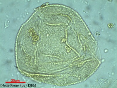 Jean-Pierre.Suc/Araucaria_muelleri_60233/Araucaria_muelleri_60233_0001(copy)_thumb.jpg