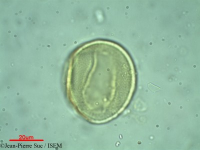 Jean-Pierre.Suc/Aristolochia_scabridula_25034/Aristolochia_scabridula_25034_0001(copy)_thumb.jpg
