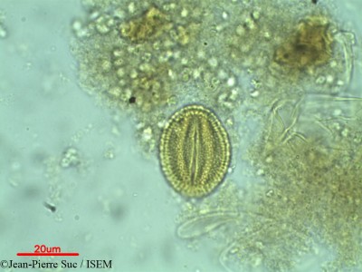 Jean-Pierre.Suc/Avicennia_schaueriana_10886/Avicennia_schaueriana_10886_0001(copy)_thumb.jpg