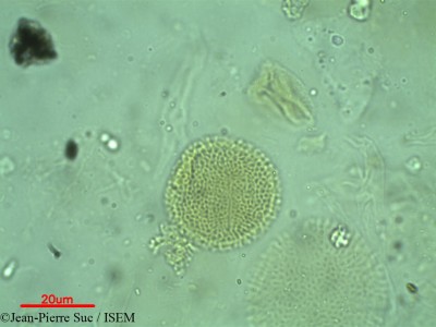 Jean-Pierre.Suc/Bridelia_ferruginea_27958/Bridelia_ferruginea_27958_0001(copy)_thumb.jpg