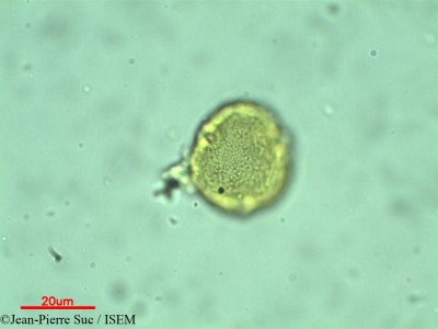 Jean-Pierre.Suc/Brownlowia_argentata_20764/Brownlowia_argentata_20764_0001(copy)_thumb.jpg