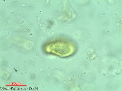 Jean-Pierre.Suc/Brownlowia_lanceolata_19832/Brownlowia_lanceolata_19832_0001(copy)_thumb.jpg