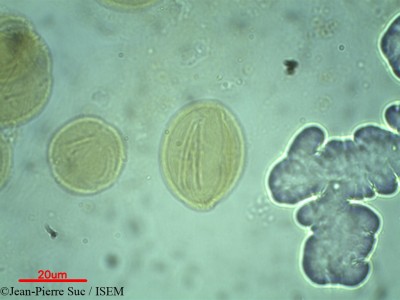 Jean-Pierre.Suc/Brucea_antidysenterica_7941/Brucea_antidysenterica_7941_0001(copy)_thumb.jpg