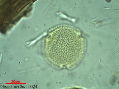 Jean-Pierre.Suc/Canthium_umbellatum_18525/Canthium_umbellatum_18525_0001(copy)_thumb.jpg